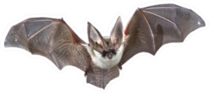 Flying Bat Photo Sticker