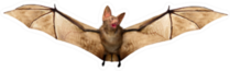 Flying Vampire Bat Sticker