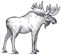 Forest Animal Moose Hand Drawing Sticker