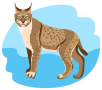 Full Length Spotted Bobcat Sticker