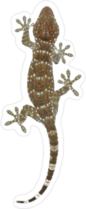 Gecko Crawling Around Sticker