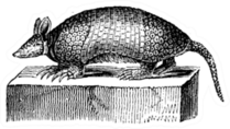 Giant Armadillo, Vintage Engraved Illustration Sticker