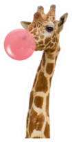 Giraffe In Zoo Chewing Pink Bubble Gum Sticker