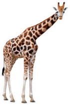 Giraffe Isolated Sticker