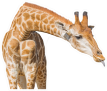 Giraffe With Tongue Out Sticker