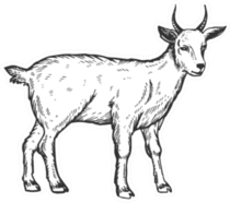 Goat Farm Animal Scratch Sketch Sticker