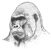 Gorilla Portrait Detailed Hand Drawn Style Sticker