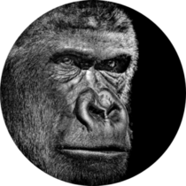 Gorilla Portrait On Black Sticker