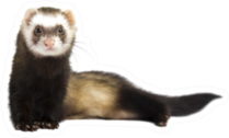 Grey Ferret In Full Growth Lies Down Sticker