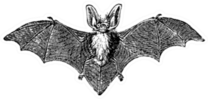 Grey Long-eared Bat Vintage Engraved Illustration Sticker