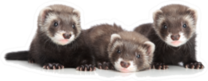 Group Of Ferret Puppies Lying Down Sticker