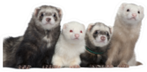 Group Of Four Ferrets Sticker