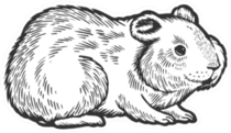 Hamster Rodent Pet Animal Sketch Sticker