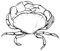 Hand Drawn Crab Line Drawing Sticker