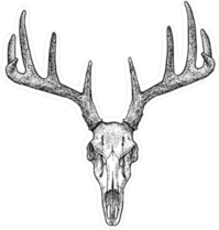 Hand Drawn Deer Skull Illustration Sticker