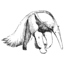 Hand Drawn Illustration Of Giant Anteater Sticker