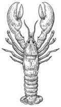 Hand Drawn Sketch Lobster Illustration Sticker