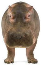 Hippopotamus Facing The Camera Sticker