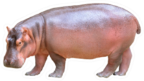 Hippopotamus Isolated On White Background Sticker