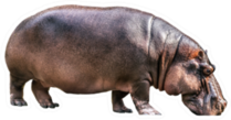 Hippopotamus Isolated Sticker