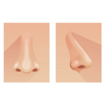 Human Nose - Front And Side View Sticker 