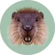 Illustrated Portrait Of Beaver On green Sticker