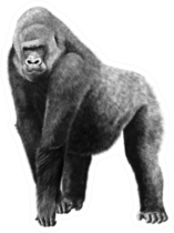 Illustration Of A Gorilla Sticker