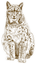 Illustration Of Bobcat Sticker