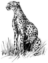 Image Of A Cheetah Sitting In The Grass Sticker