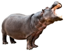 Isolated Hippopotamus With Opened Mouth Sticker