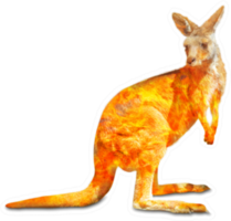 Kangaroo Wildlife In The Australian Bushfires In 2020 Sticker