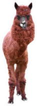 Lama Isolated On A White Sticker