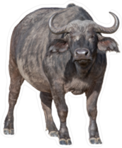 Large African Cape Buffalo Sticker