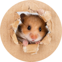 Little Hamster Looking Up In Cardboard Side Torn Hole Sticker