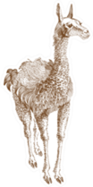 Llama Illustration Sticker