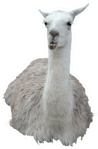 Llama Isolated On White Sticker