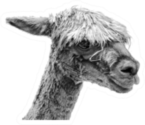 Llama Portrait In Black And White Sticker