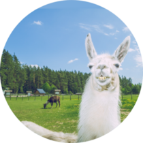 Llama Relax In Summer Sunny Day Sticker