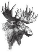 Moose Or Eurasian Elk Vintage Illustration Sticker