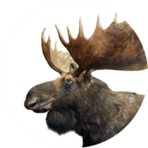 Moose With Huge Antlers Isolated On White Sticker