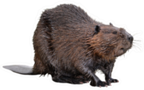 North American Beaver Sticker