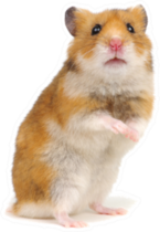 Orange Hamster Standing On Its Hind Legs Sticker