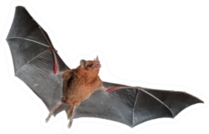 Orange Nectar Bat Sticker