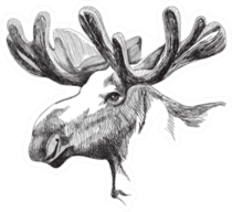 Portrait Of A Big Moose With Antlers Sticker