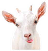 Portrait Of A Funny Goat Showing Tongue Sticker