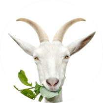 Portrait Of Goat Eating Grass Sticker