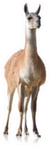 Portrait Of Llama Sticker