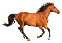 Purebred Red Horse Running Sticker