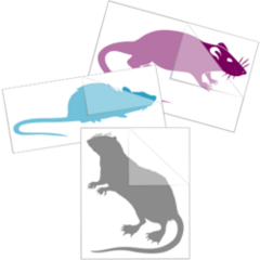 Rat Stickers