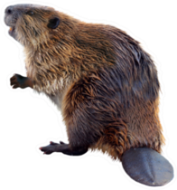 Real Beaver Sticker